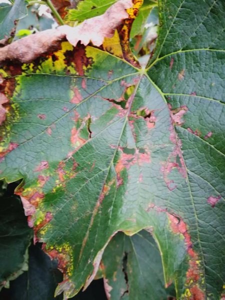 葡萄得了霜霉病用什么药有效