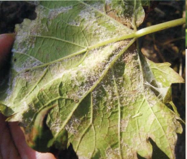 葡萄得了霜霉病用什么药有效