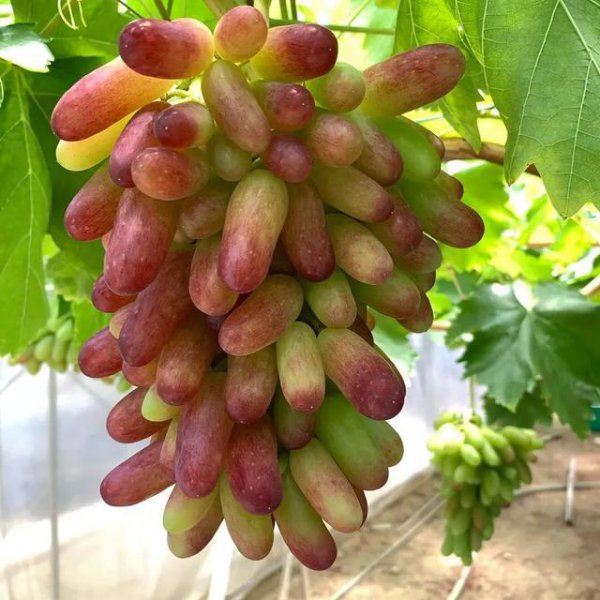 葡萄得了霜霉病用什么药有效