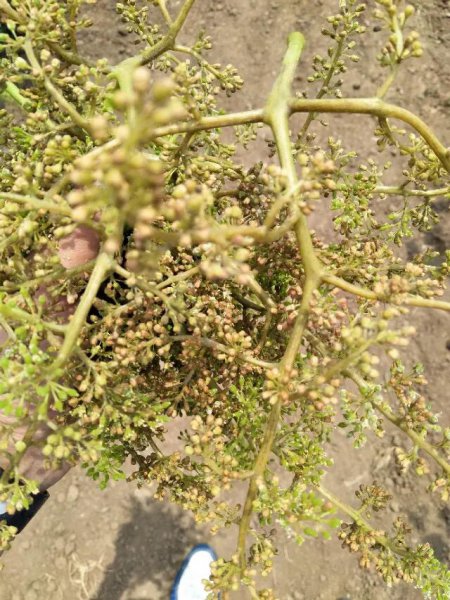 葡萄得了霜霉病用什么药有效