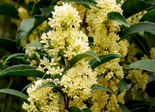 种植桂花树赚钱吗