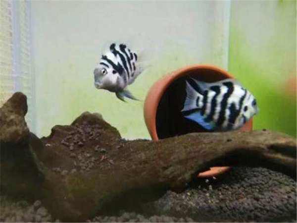 迷你鹦鹉鱼怎么分公母