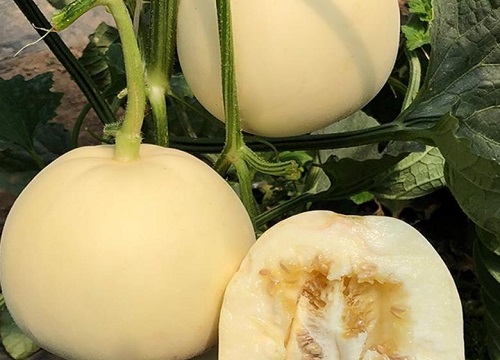 兰州水果特产有哪些