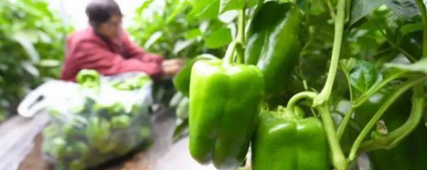 青椒适合什么季节播种