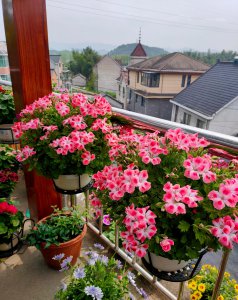 死不了花的学名叫什么 不怕风吹日晒的6种“不死花”