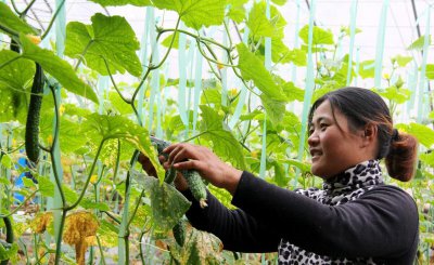 黄瓜种植的场地有何要求 这4个要求都具备黄瓜增产不难