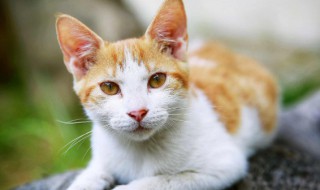 猫耳螨怎么清理 怎么清理猫耳螨