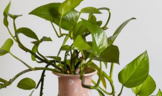 办公室摆什么花 办公室适合摆什么花