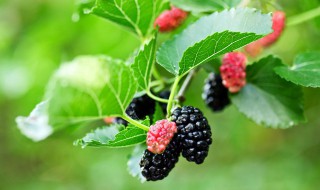 盆栽桑树怎么种植 最简单桑树的种植方法