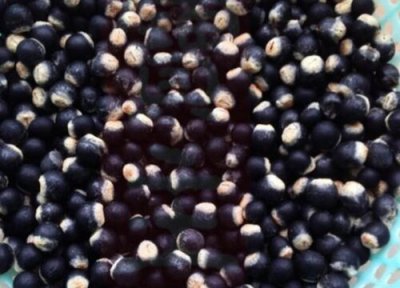 无患子发芽环境 无患子怎么发芽快