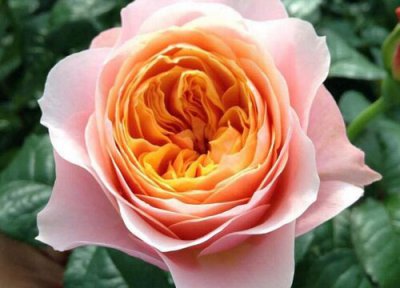 温柔珊瑚心是藤本还是灌木 温柔珊瑚心属于藤本还是灌木