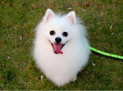 博美犬几个动作说明他爱你 博美犬超级喜欢主人的7个表现