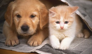 冬季猫咪饮食注意事项 冬季猫咪饮食需要注意什么