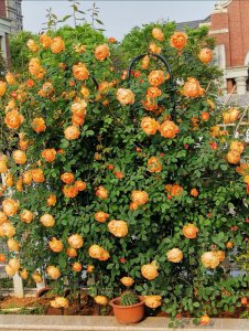 夏洛特夫人月季优缺点 藤本夏洛特夫人花期长香味好闻