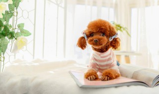 泰迪狗怎么养毛发才长得好 泰迪狗如何养毛发才长得好