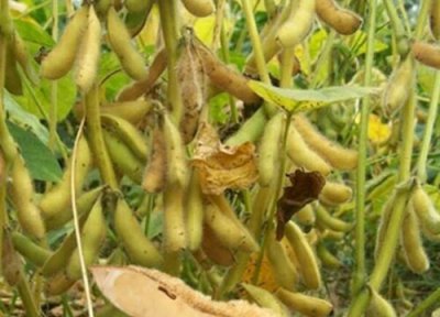 2023到2023大豆价格预测 未来大豆市场前景分析