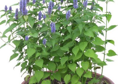 藿香种植时间和方法 适合什么季节种植