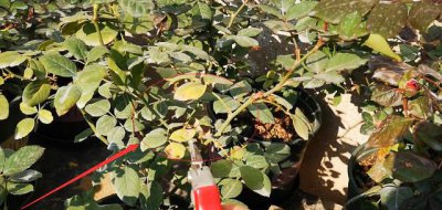 玫瑰花怎样剪枝开花更多 玫瑰花修剪枝叶才能更旺盛