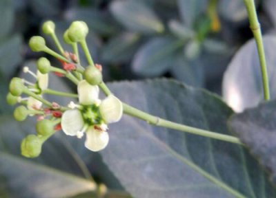 扶芳藤开花是什么样子的 开花的时间与花语