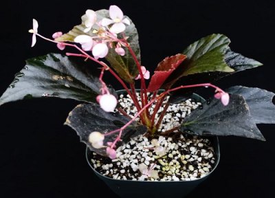 秋海棠什么时候修剪 秋海棠怎么修剪方法