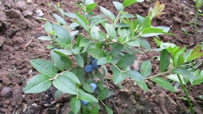 蓝莓的栽培技术和种植要点 蓝莓树高产管理注意事项