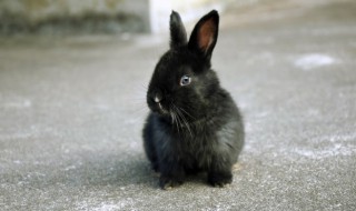 什么属相的人不能养宠物 哪些属相不适合养宠物呢