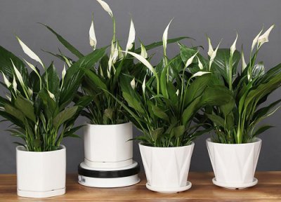 白掌耐寒耐冻吗 过冬最低温度多少