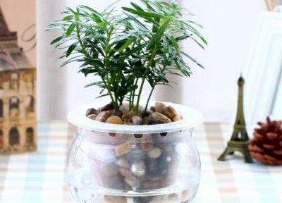 罗汉松叶子全部剪光 罗汉松如何修剪枝繁叶茂