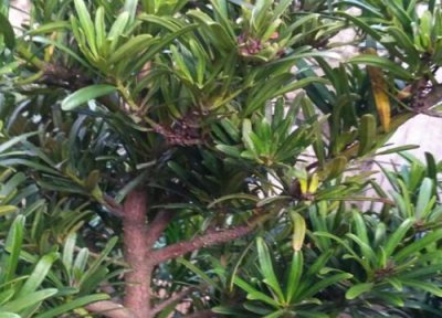 金钻叶子下垂怎么办 金钻叶子软下去怎么办