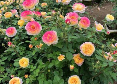 月季疯长不开花什么原因 月季枝条徒长不开花怎么回事