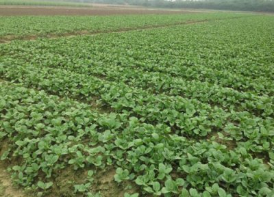 菜心种植时间 菜心种植时间和方法