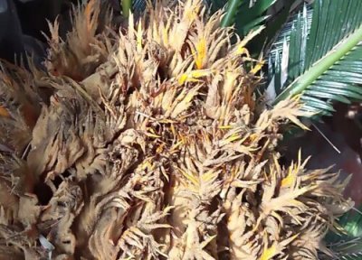 铁树花有毒吗 铁树花是否有毒