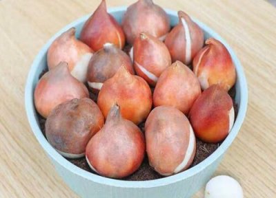 郁金香怎么繁殖新种球 郁金香花如何培育与栽种种球