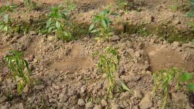 防治辣椒死棵最好的药 辣椒死棵死苗的治疗方法