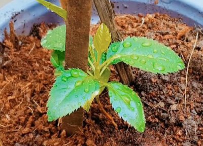 梨树适合土壤 梨树适合什么土壤种植