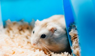 仓鼠能不能带上大巴车 仓鼠能带上长途汽车不