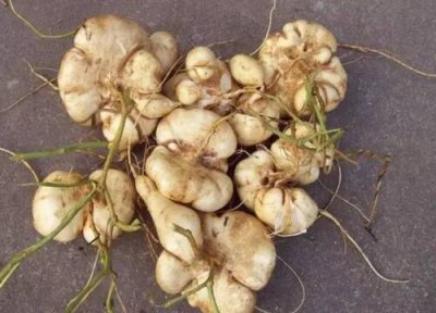 凉薯的种植方法和时间 种子怎么催芽出苗快