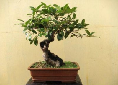 如何把花苗移入花盆 如何把盆花正确的移出入室外