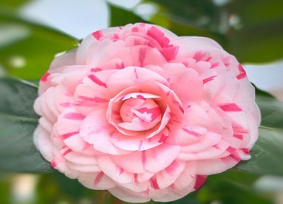 茶花扦插时间 茶花怎样扦插成活率高