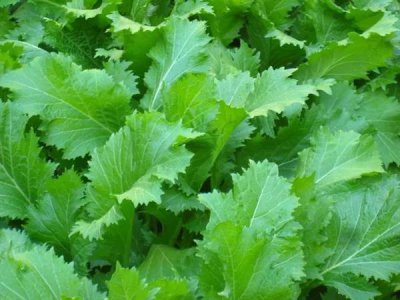 叶用芥菜怎样种植与田间管理技术 芥菜怎么种才能长好