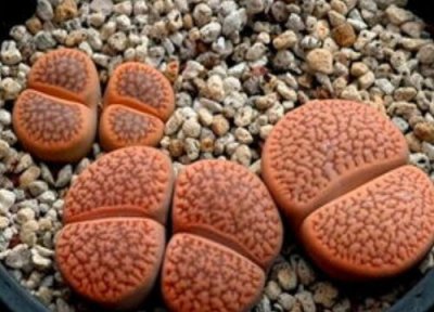 生石花开花有什么寓意 代表什么含义