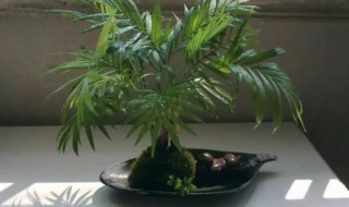 凤尾竹在客厅摆放好不好 凤尾竹在客厅摆放好吗