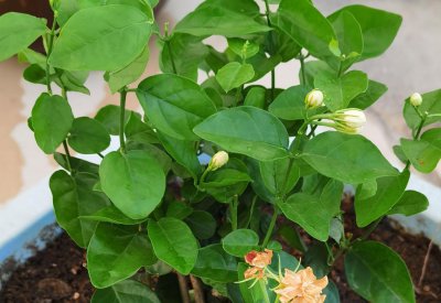 茉莉花花怎么修剪 如何简单修剪茉莉花