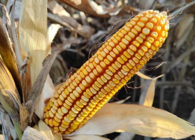 瑞普909玉米品种介绍 国审瑞普909种子特征特性