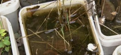 蚊子在哪里产卵介绍 蚊子一般在什么地方产卵生长的