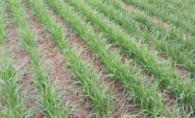 大棚韭菜灰霉病的防治方法 韭菜灰霉病用什么药防治