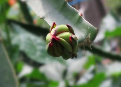 火龙果花期施肥 火龙果花苞期如何养护结果