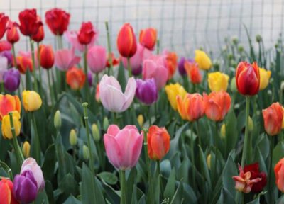 郁金香开败后如何处理 郁金香开花谢了以后种球处理方法