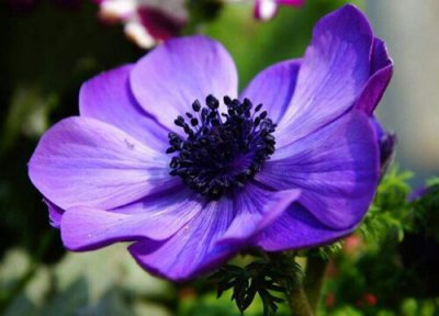 银莲花的养殖方法 银莲花的养殖方法和注意事项