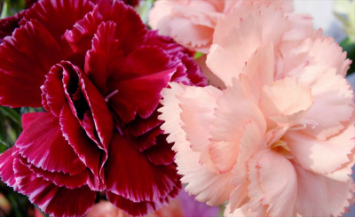 送给妈妈的花有哪些 母亲生日送4种鲜花代表着母爱与感恩